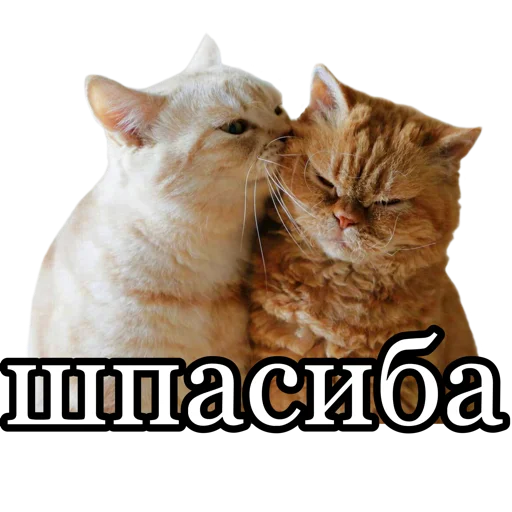 🥰 Стикер «fucking pack» для Telegram
