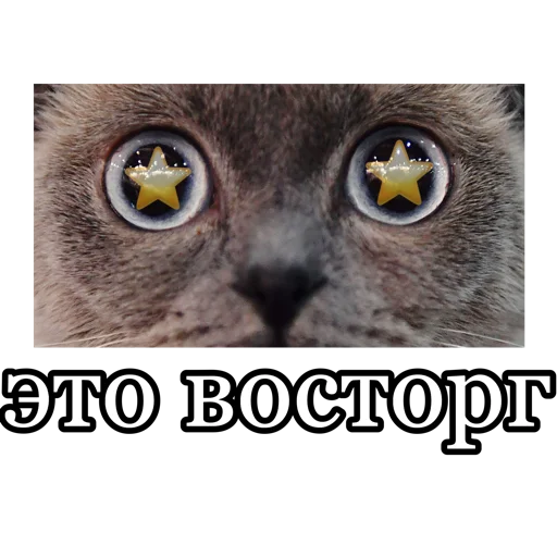 🤩 Стикер «fucking pack» для Telegram