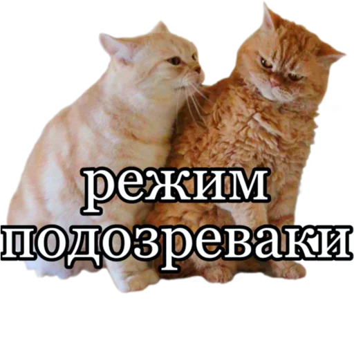 🤨 Стикер «fucking pack» для Telegram