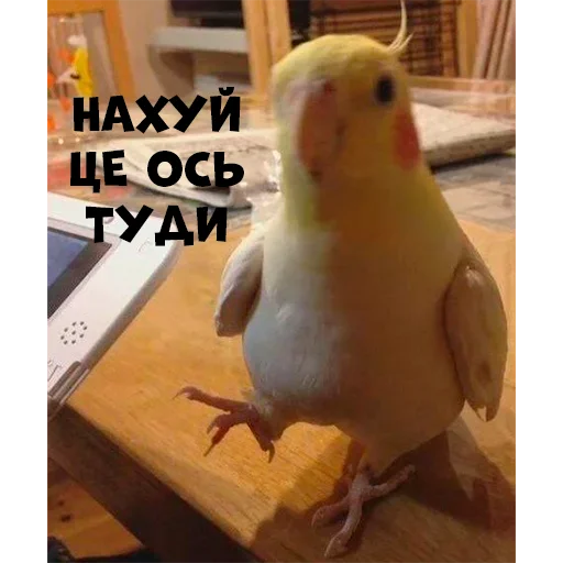 🖕 Стикер «Parrots» для Telegram