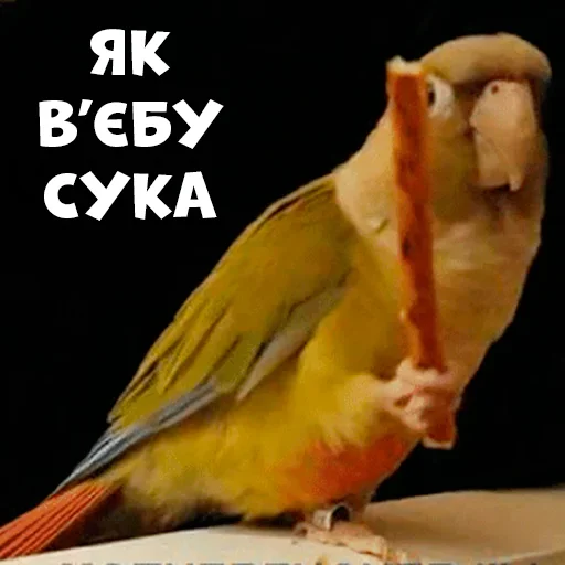 Стикерпак Parrots для Telegram