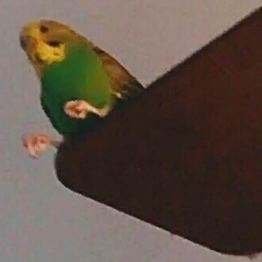 😞 Стикер «Parrots» для Telegram