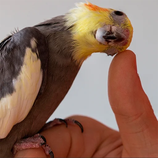 👍 Стикер «Parrots» для Telegram