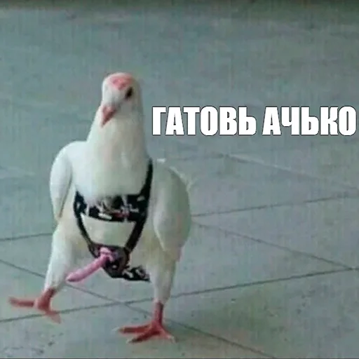 🍆 Стикер «Parrots» для Telegram