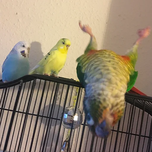 🙃 Стикер «Parrots» для Telegram