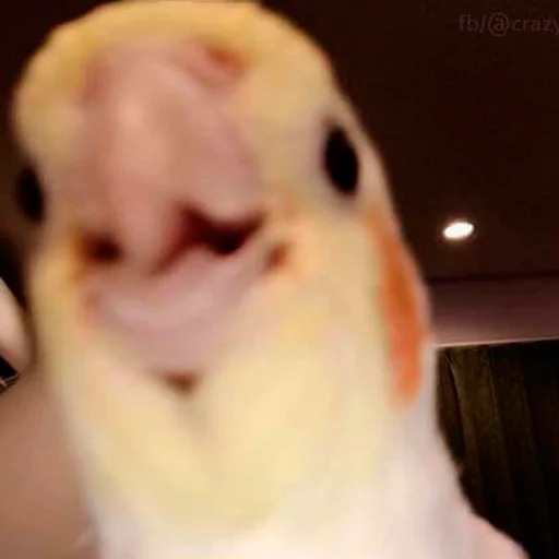 😀 Стикер «Parrots» для Telegram