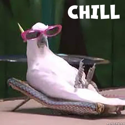 😎 Стикер «Parrots» для Telegram