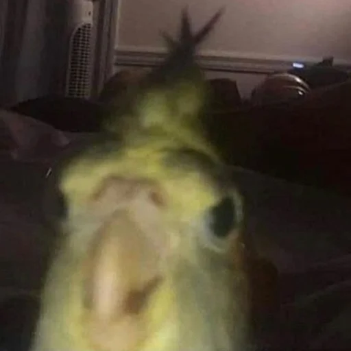 😶 Стикер «Parrots» для Telegram