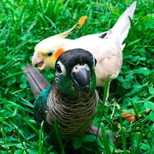 😘 Стикер «Parrots» для Telegram