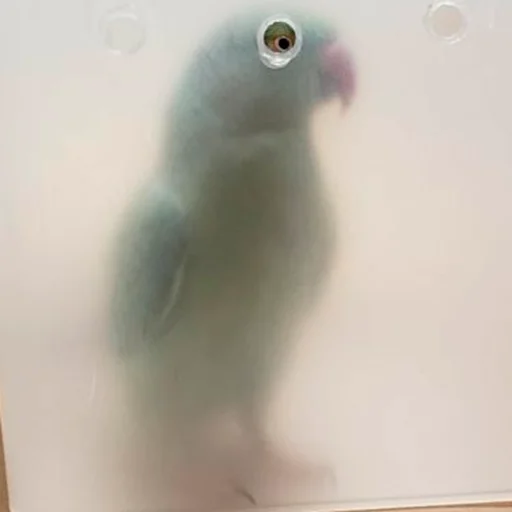 👁 Стикер «Parrots» для Telegram