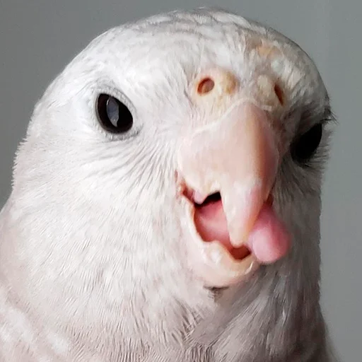 😋 Стикер «Parrots» для Telegram