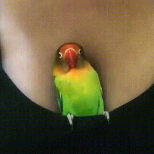 🥰 Стикер «Parrots» для Telegram