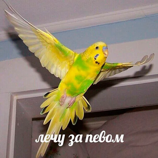 🍺 Стикер «Parrots» для Telegram