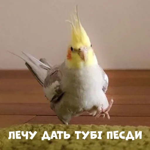 😡 Стикер «Parrots» для Telegram