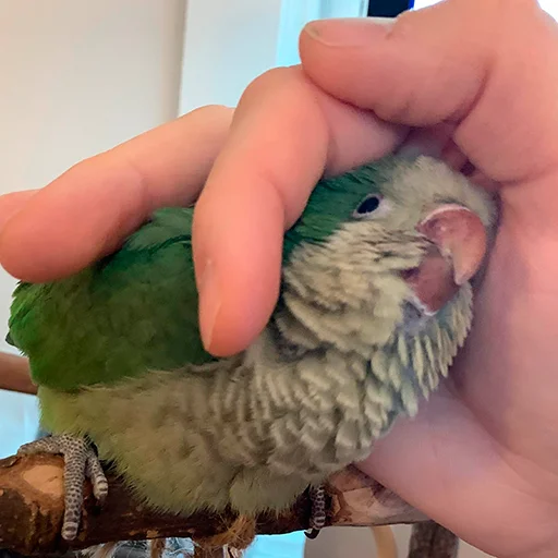 ❤️ Стикер «Parrots» для Telegram