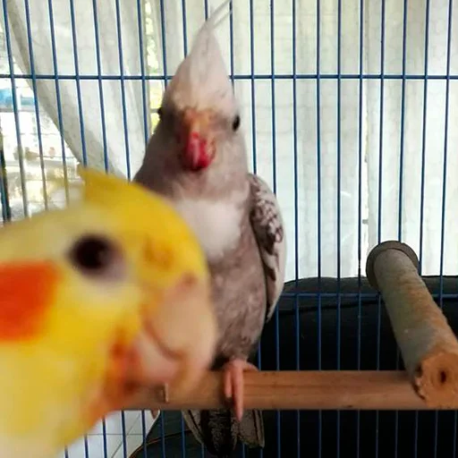 🙂 Стикер «Parrots» для Telegram