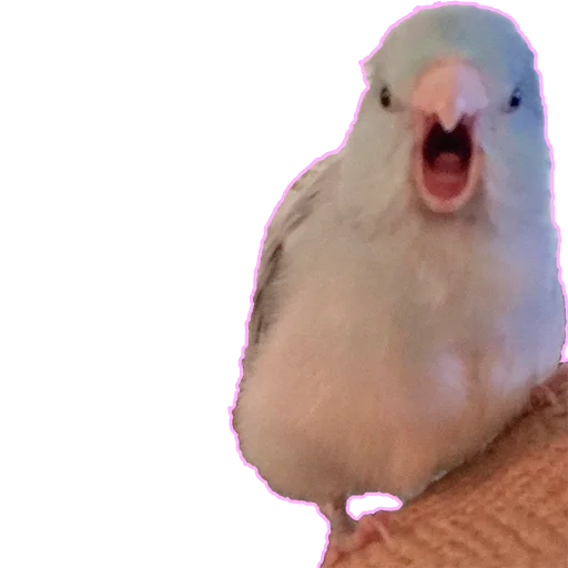 🤬 Стикер «Parrots» для Telegram