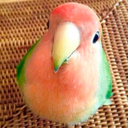 😊 Стикер «Parrots» для Telegram