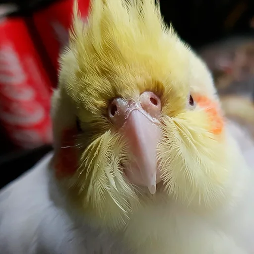 ☺️ Стикер «Parrots» для Telegram