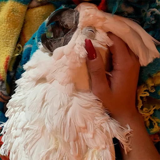 🤤 Стикер «Parrots» для Telegram