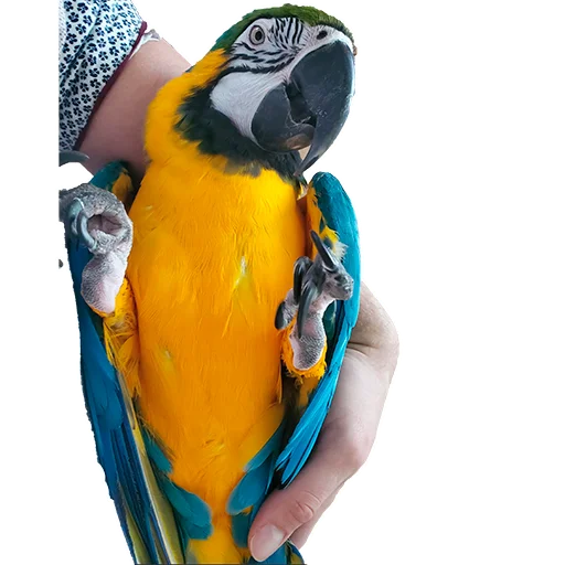 🤱 Стикер «Parrots» для Telegram