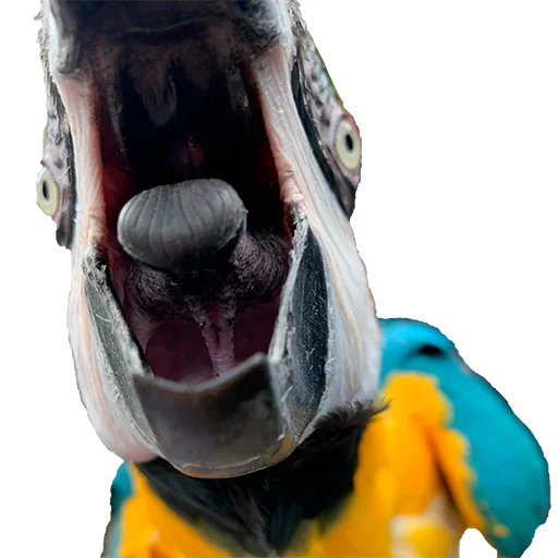 😱 Стикер «Parrots» для Telegram