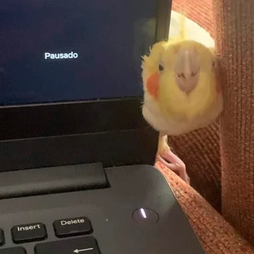 😉 Стикер «Parrots» для Telegram