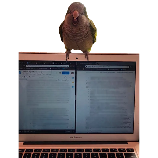 😡 Стикер «Parrots» для Telegram