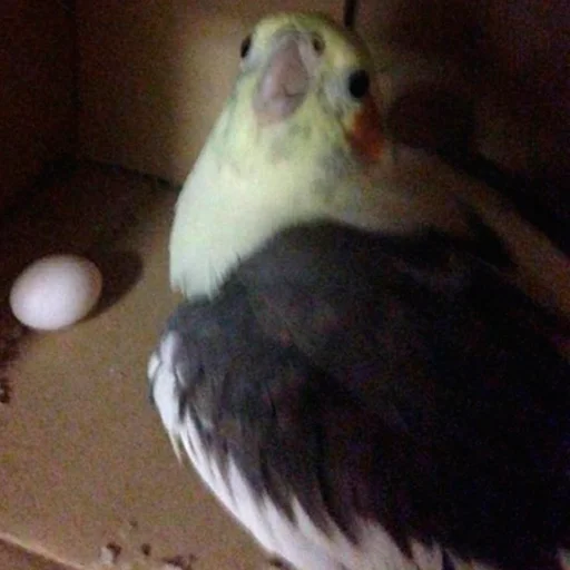 🥚 Стикер «Parrots» для Telegram