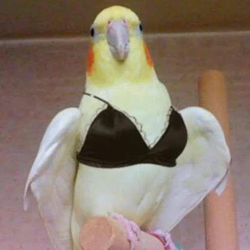 👙 Стикер «Parrots» для Telegram