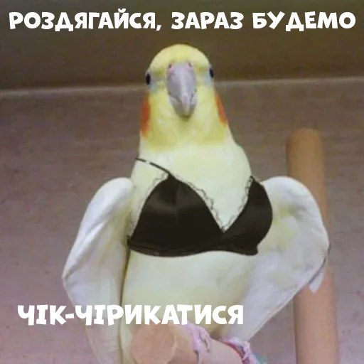 👙 Стикер «Parrots» для Telegram