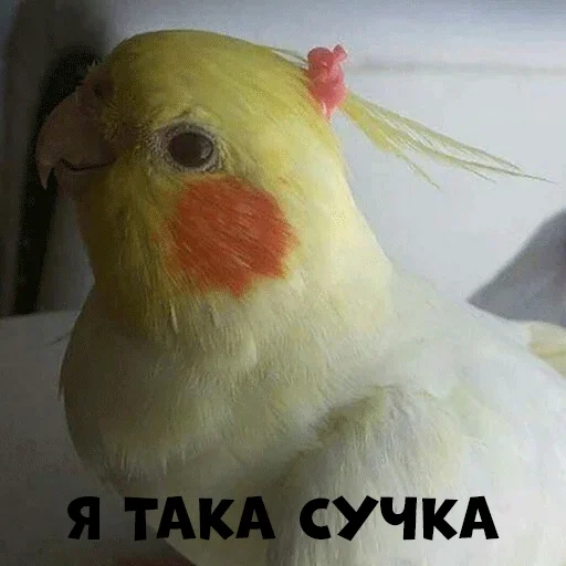 👸 Стикер «Parrots» для Telegram