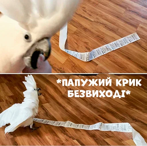😱 Стикер «Parrots» для Telegram