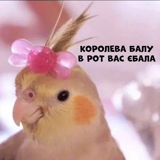 😏 Стикер «Parrots» для Telegram