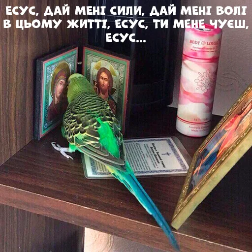 🙏 Стикер «Parrots» для Telegram