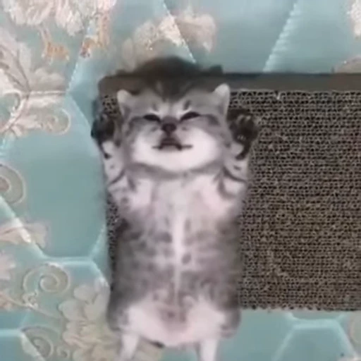 🐱 Стикер «fuckingdrugaddict» для Telegram