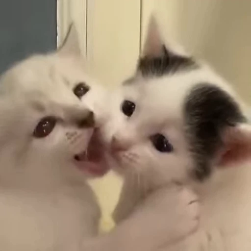 🐱 Стикер «fuckingdrugaddict» для Telegram