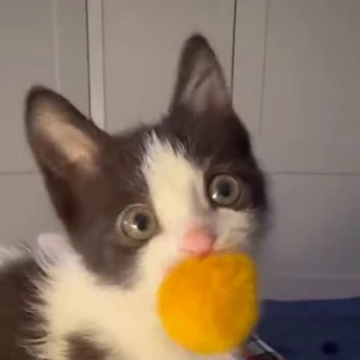 🐱 Стикер «fuckingdrugaddict» для Telegram
