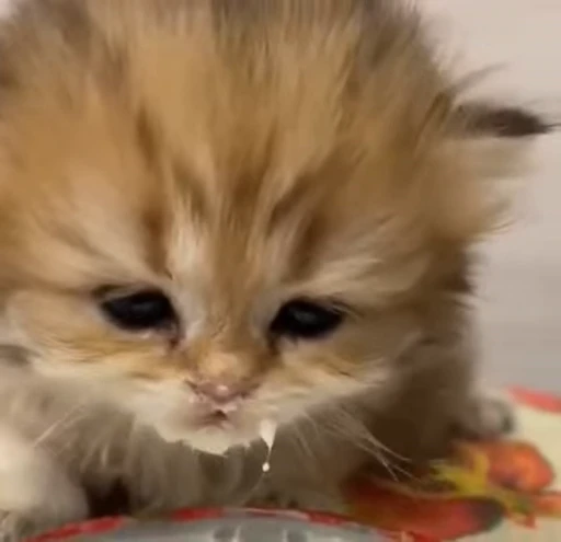🥺 Стикер «fuckingdrugaddict» для Telegram