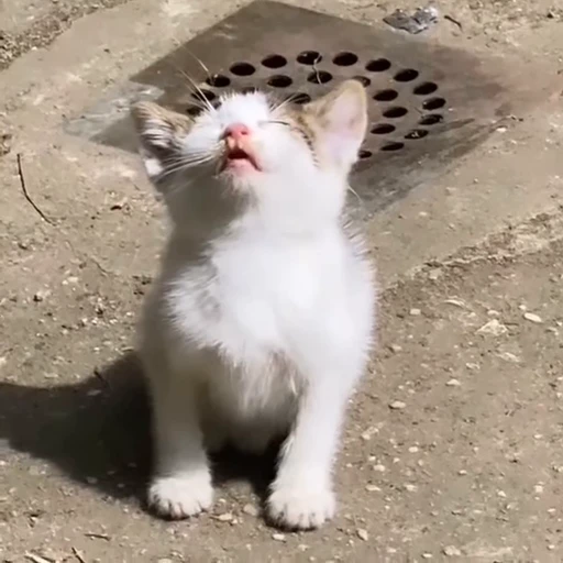 🤤 Стикер «fuckingdrugaddict» для Telegram