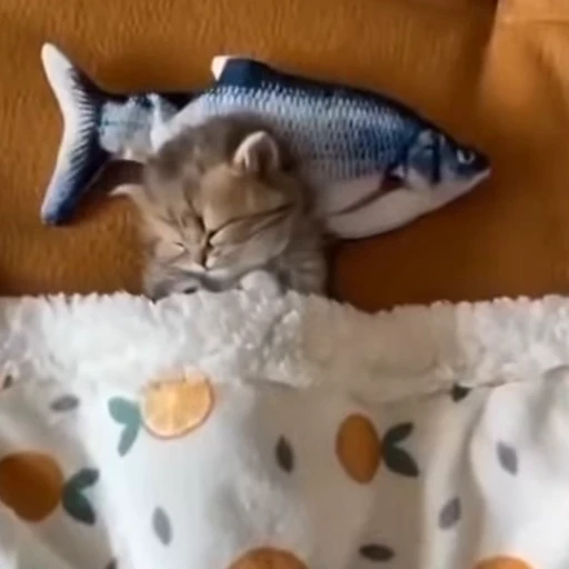 🐱 Стикер «fuckingdrugaddict» для Telegram