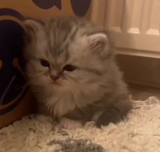 😾 Стикер «fuckingdrugaddict» для Telegram