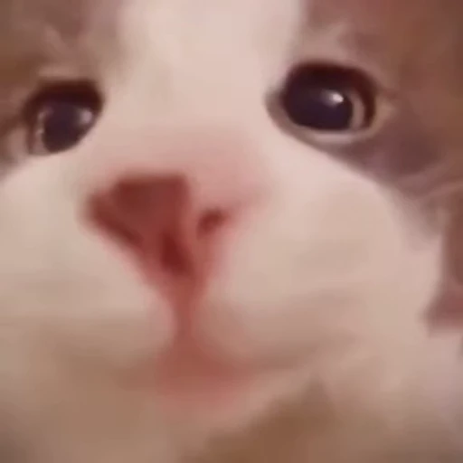 😽 Стикер «fuckingdrugaddict» для Telegram