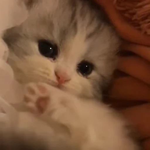 🐈 Стикер «fuckingdrugaddict» для Telegram
