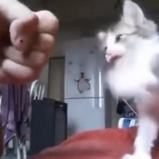 🐱 Стикер «fuckingdrugaddict» для Telegram