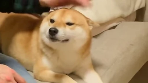 😀 Стикер «Fuck off Dogs Videostickers» для Telegram
