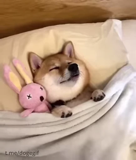 😴 Стикер «Fuck off Dogs Videostickers» для Telegram