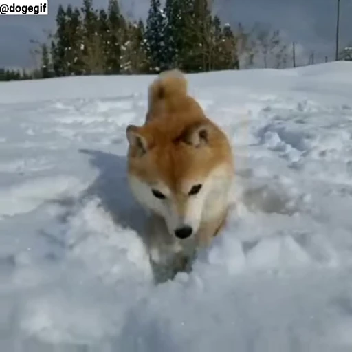 ❄ Стикер «Fuck off Dogs Videostickers» для Telegram