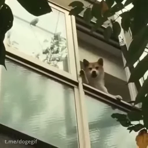 🖐 Стикер «Fuck off Dogs Videostickers» для Telegram