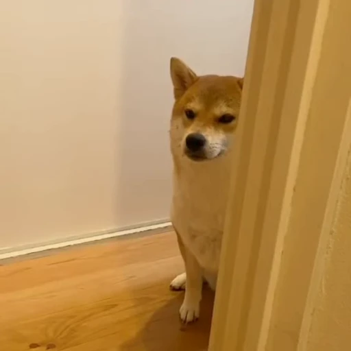 😐 Стикер «Fuck off Dogs Videostickers» для Telegram